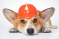 Cute red and white corgi lays on the floor, wearing bright orange safety construction helmet on white background