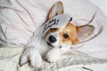 Cute red and white corgi sleeps on the bed on its back. Head on the pillow, covered by blanket, eyes mask. Close up portrait of Royalty Free Stock Photo