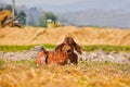 Calf sleeps in nature