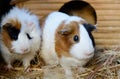 Cute Red and White Guinea Pig Close-up. Pet in its House Royalty Free Stock Photo