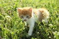 Cute red and white kitten on green grass outdoors. Baby animal Royalty Free Stock Photo