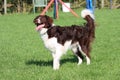 A cute red and white spaniel collie cross pet working dog Royalty Free Stock Photo