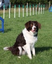 A cute red and white spaniel collie cross pet working dog Royalty Free Stock Photo