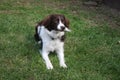 A cute red and white spaniel collie cross pet working dog Royalty Free Stock Photo