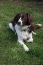 A cute red and white spaniel collie cross pet working dog Royalty Free Stock Photo