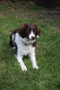 a cute red and white spaniel collie cross pet working dog Royalty Free Stock Photo