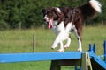 A cute red and white spaniel collie cross pet working dog doing ag Royalty Free Stock Photo