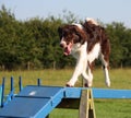 A cute red and white spaniel collie cross pet working dog doing ag Royalty Free Stock Photo