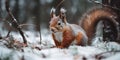 Cute Red Wild Squirrel In Winter In The Forest