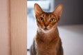 Cute redhead Abyssinian sitting on the floor in the apartment.