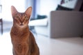 Cute redhead Abyssinian sitting on the floor in the apartment.