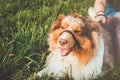 Cute redhead pets relaxing on green grass after long play, have a fun outdoors. Happy young hipster girl in red sneakers with her Royalty Free Stock Photo