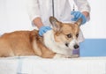 redhead scared puppy dog Corgi lies on the table at the veterinarian in the clinic during the injection and vaccination