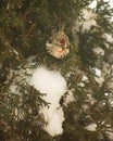 Cute Redpoll Bird In Snowy Tree