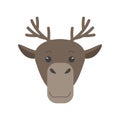 Cute reindeer face, portrait of forest brown deer or wild moose
