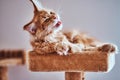 Cute relaxing cat yawns and showing his tongue