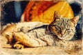 Cute relaxing gray domestic cat closeup portrait, old photo effect