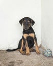 cute rescue dog shelter waiting fostered. High quality photo Royalty Free Stock Photo