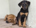 Cute rescue dogs shelter waiting adopted. High quality and resolution beautiful photo concept