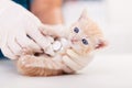 Cute rescue kitten examined with stethoscope