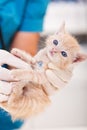 Cute rescue kitten examined at the veterinary