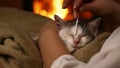 Cute rescue kitten having its wounds cleaned by new owner