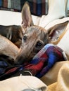 Cute rescue pup with large ears