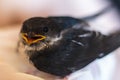 Cute rescued baby swallow begging for food