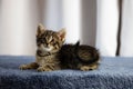 Cute rescued kitten on a blue fabric surface