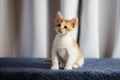 Cute rescued kitten on a blue fabric surface