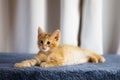 Cute rescued kitten on a blue fabric surface