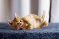 Cute rescued kitten on a blue fabric surface