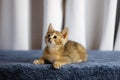 Cute rescued kitten on a blue fabric surface