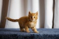 Cute rescued kitten on a blue fabric surface