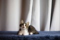 Cute rescued kitten on a blue fabric surface