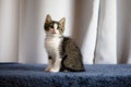 Cute rescued kitten on a blue fabric surface