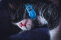 Cute rescued tuxedo kitten sleeping with blue collar around neck