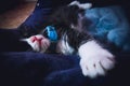 Cute rescued tuxedo kitten sleeping with blue collar around neck