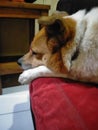 Cute rest dog in the red soffa