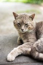 Cute resting cat close-up