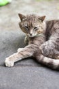 Cute resting cat close-up