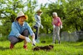 Cute retired woman wearing hat digging ground near tree Royalty Free Stock Photo