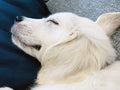 Puppy dog sleeping retriever Royalty Free Stock Photo