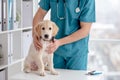 Cute puppy in veterinary hospital