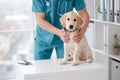 Cute puppy in veterinary hospital