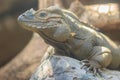 Cute rhinoceros iguana (Cyclura cornuta) is a threatened species of lizard in the family Iguanidae that is primarily found on the Royalty Free Stock Photo