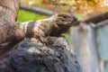 Cute rhinoceros iguana Cyclura cornuta is a threatened species of lizard in the family Iguanidae that is primarily found on the Royalty Free Stock Photo