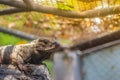 Cute rhinoceros iguana Cyclura cornuta is a threatened species of lizard in the family Iguanidae that is primarily found on the Royalty Free Stock Photo