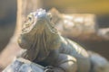 Cute rhinoceros iguana Cyclura cornuta is a threatened species of lizard in the family Iguanidae that is primarily found on the Royalty Free Stock Photo