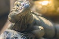 Cute rhinoceros iguana Cyclura cornuta is a threatened species of lizard in the family Iguanidae that is primarily found on the Royalty Free Stock Photo